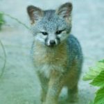 Profile picture of thesilverfox