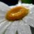 Profile picture of PecanPie