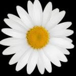 Profile picture of Daisy_Chains