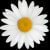 Profile picture of Daisy_Chains