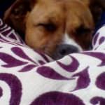 Profile picture of dreadman380