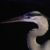 Profile picture of SyQiu17