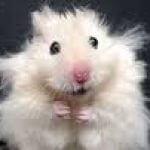Profile picture of Saidy Lady