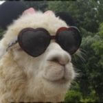 Profile picture of Drama Llama