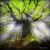 Profile picture of tree3