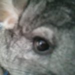 Profile picture of Buttercup17