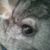 Profile picture of Buttercup17
