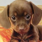 Profile picture of wondering_dashee