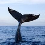 Profile picture of wildswimmer