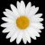 Profile picture of DaisyChains