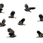 Profile picture of imperfect tense m