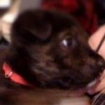 Profile picture of blackninja91